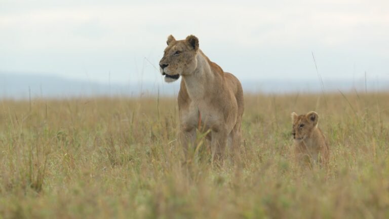 'LION': Meet Kio, The Cub At The Heart Of National Geographic's New Docuseries