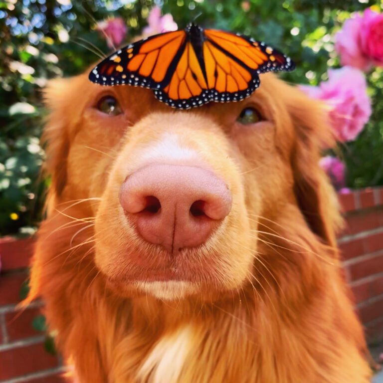 Meet Milo, the "Butterfly King" Who's Inspiring People to Slow Down and Appreciate Nature