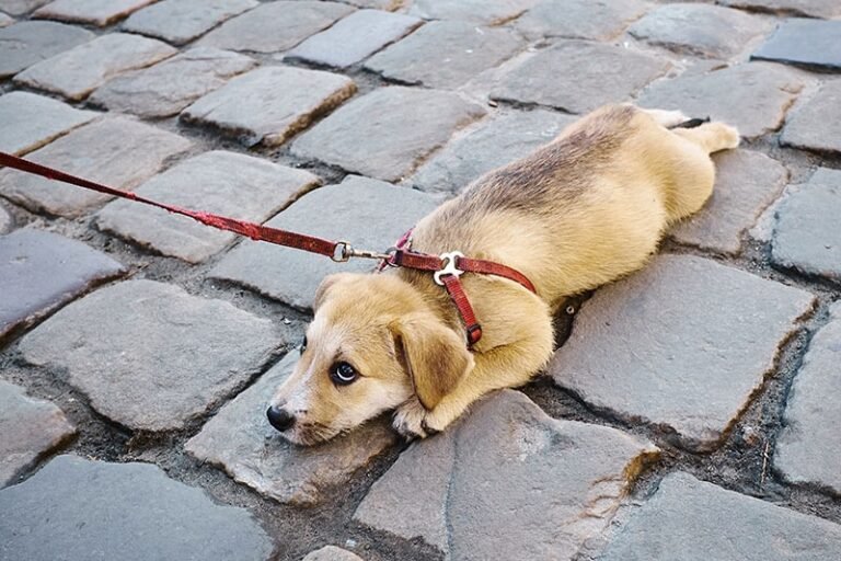 The Vacation Is Over…So Why Is the Dog Still Acting Strange?