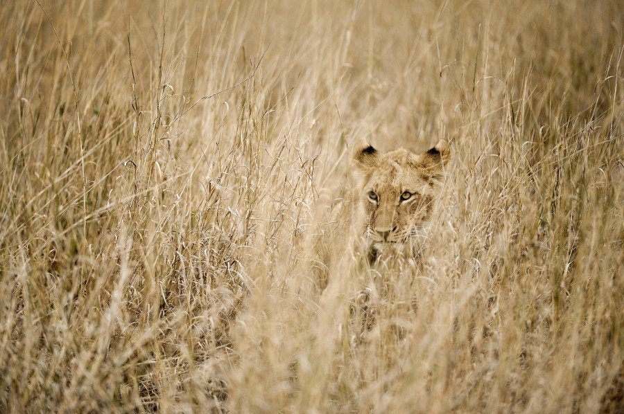 Deputies on hunt for reported lion, cub in Indiana