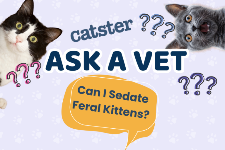 Ask Dr. Paola – HELP! Can I Sedate Feral Kittens? (August 24, 2026)