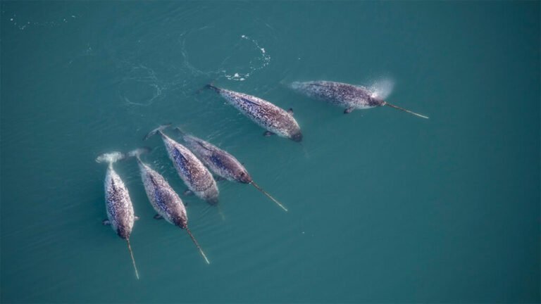 Narwhals Dive Deep to Help Scientists Research the Warming Arctic