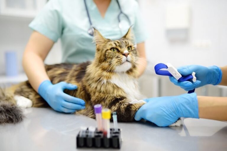 The EU Just Made “Cute but Unhealthy” a Legal Issue