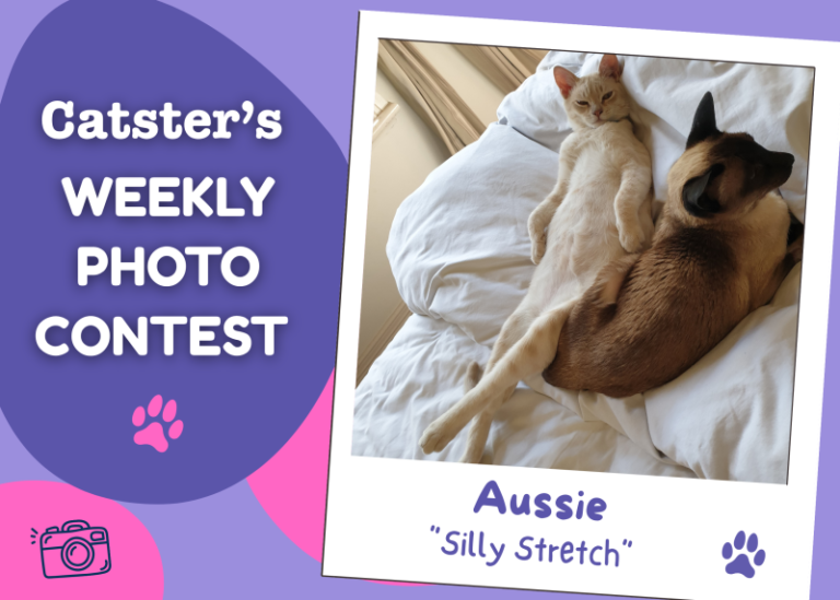 Catster’s Weekly Photo Contest Winners: Silly Stretch (August 31, 2026)