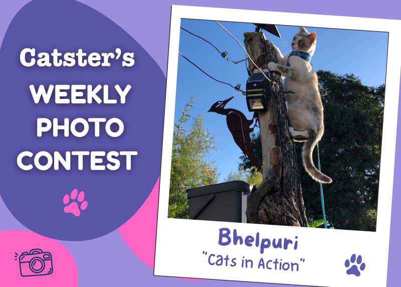 Catster’s Weekly Photo Contest Winners: Cats in Action (August 3, 2026)