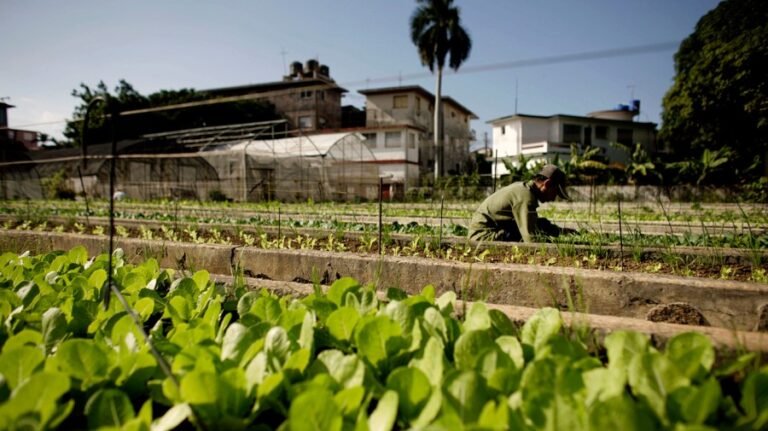 Multistate cyclospora outbreak expands to 15 states