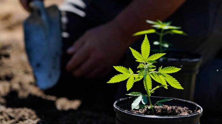 Hemp ban awaits Senate returning from break
