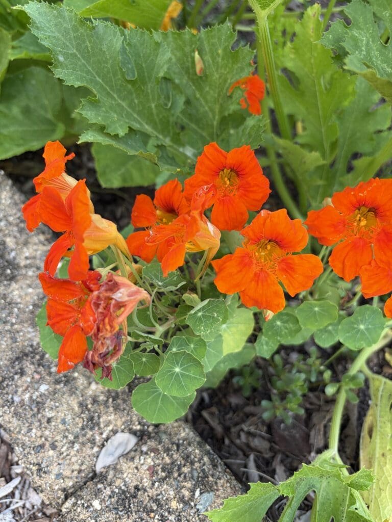Garden Bloggers’ Bloom Day – August 2026