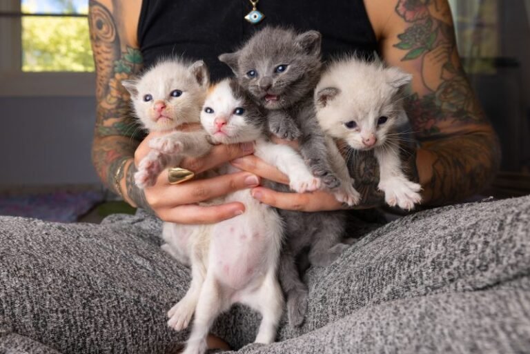 How Orphan Kitten Club Is Changing the World for Rescue Kittens
