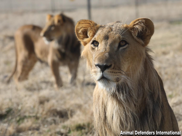 “Trophy Pets”: Two Rescued Lions Finally Find Freedom