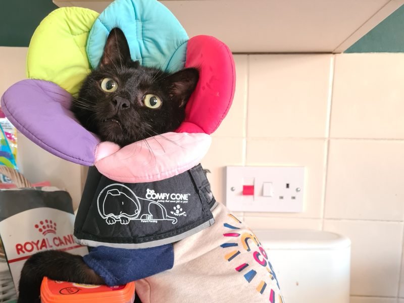 We Opened Our Home to a Senior Cat, and It Changed Our Lives Forever