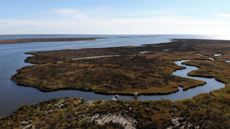 The Under-the-Radar Creeks That Are Sweeping Carbon Out of Salt Marshes