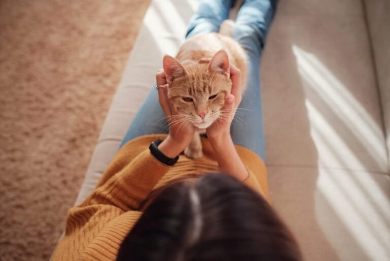 Human Brains Age Like Cats – New Study Debunks the 7-Year Rule