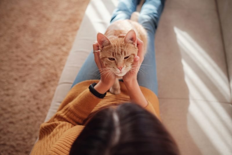Human Brains Age Like Cats – New Study Debunks the 7-Year Rule