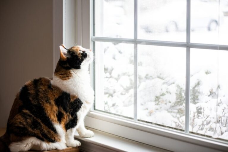Proof That Moving Cats Indoors Is Easier Than You Think