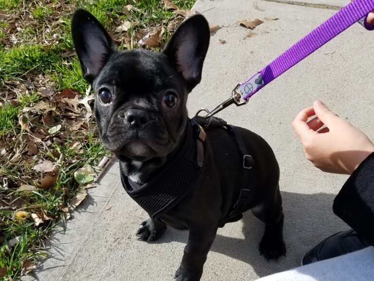 The Little Frenchie Who Changed Our Family Forever