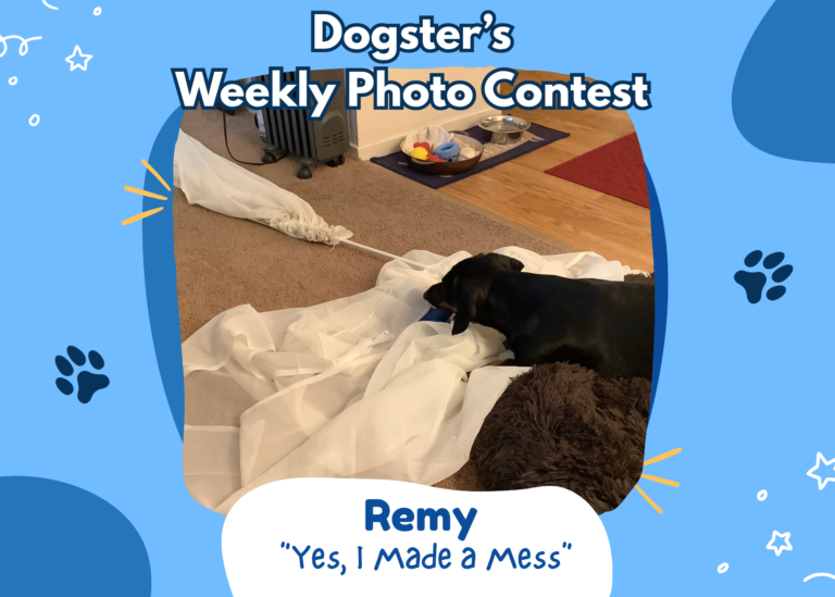 Dogster’s Weekly Photo Contest Winners: Yes, I Made a Mess (August 3, 2026)