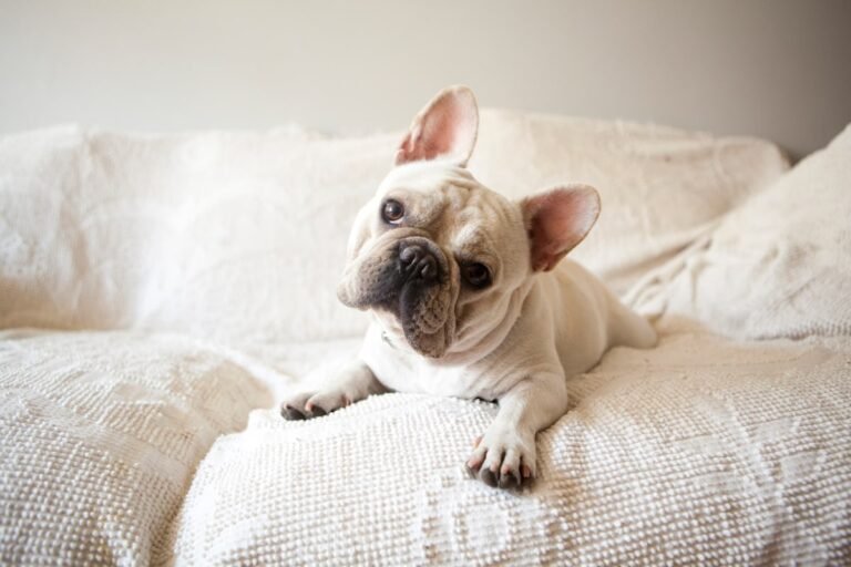 Why Do Dogs Tilt Their Heads So Cute Like That?