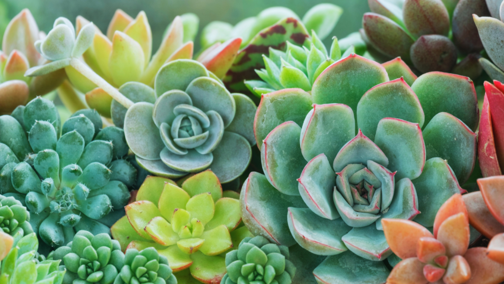 24 of the Most Expensive Succulents in the World