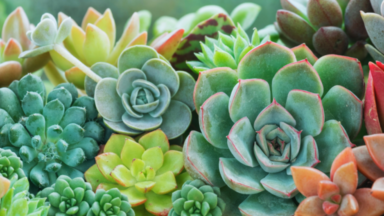 24 of the Most Expensive Succulents in the World