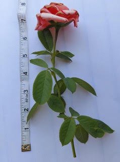 How to Propagate Roses