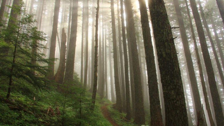 Forest Service to End Protection for 45 Million Acres of Forest