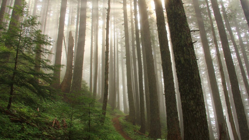 Forest Service to End Protection for 45 Million Acres of Forest