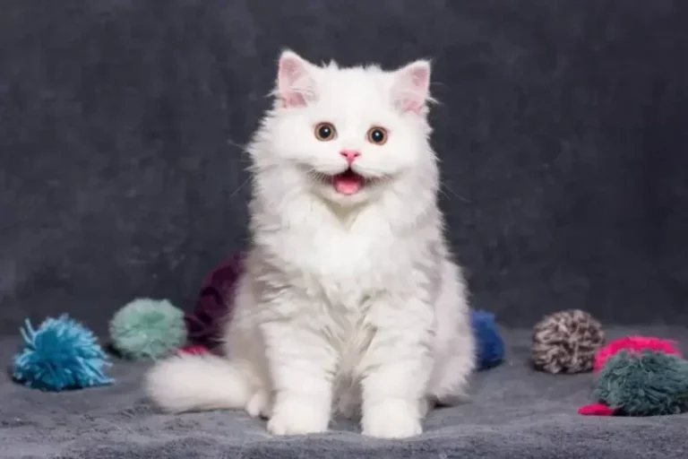 Is Your Cat Happy? Here’s How You Can Tell
