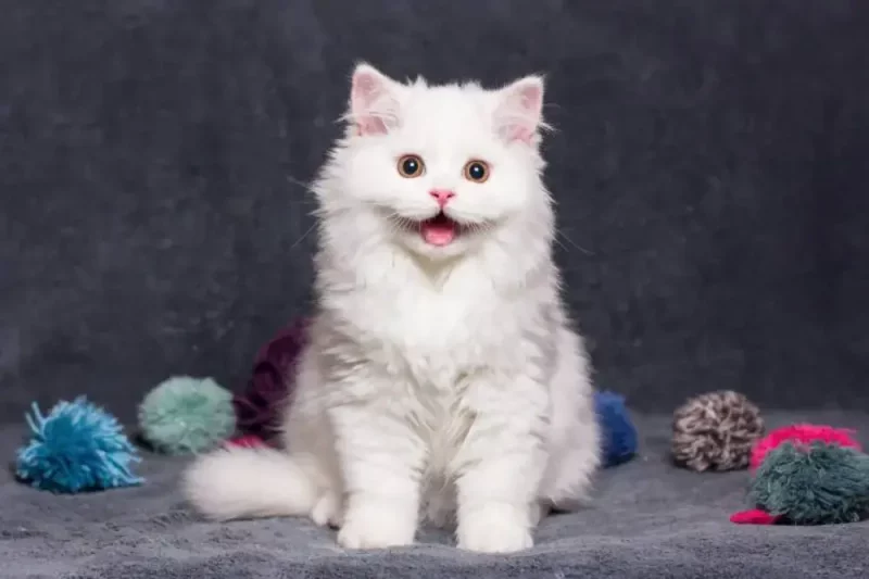 Is Your Cat Happy? Here’s How You Can Tell