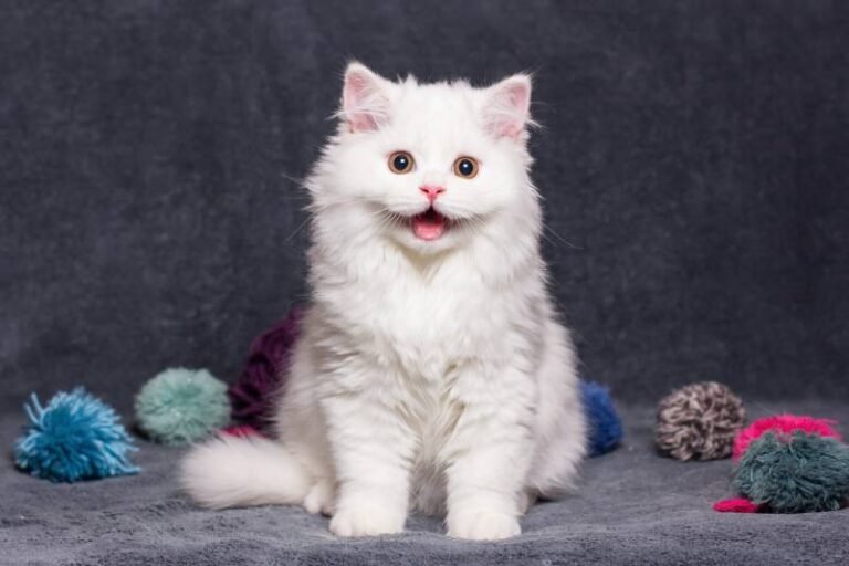 “Pspsps!” Why Cats Find This Sound Irresistible
