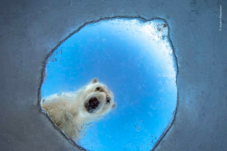 Wildlife Photographer of the Year Whittles More than 65,000 Entries to the Top 100