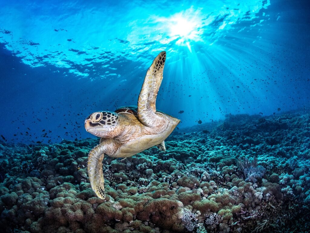 These award-winning underwater photos provide a rare glimpse beneath the world's oceans