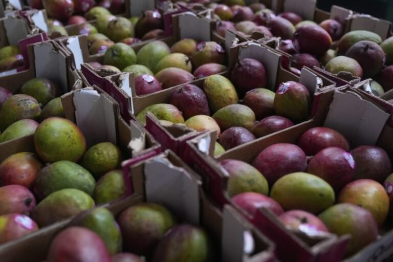 Mangoes recalled in 4 states over salmonella risk