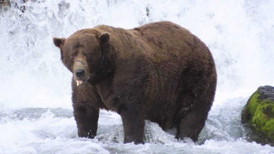 Fat Bear Week 2026 begins: What to know, how to vote