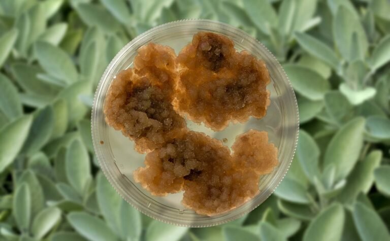 Exclusive: Ayana Bio acquires Meati Foods assets for a steal to scale plant cell culture tech with Zenfold in India