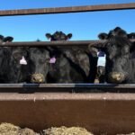Trump faces down beef backlash. Will import plan pay off?