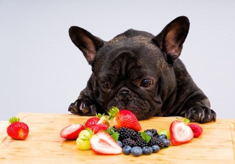 Fetch a Different Fruit: When Fresh Produce Is Dangerous For Dogs