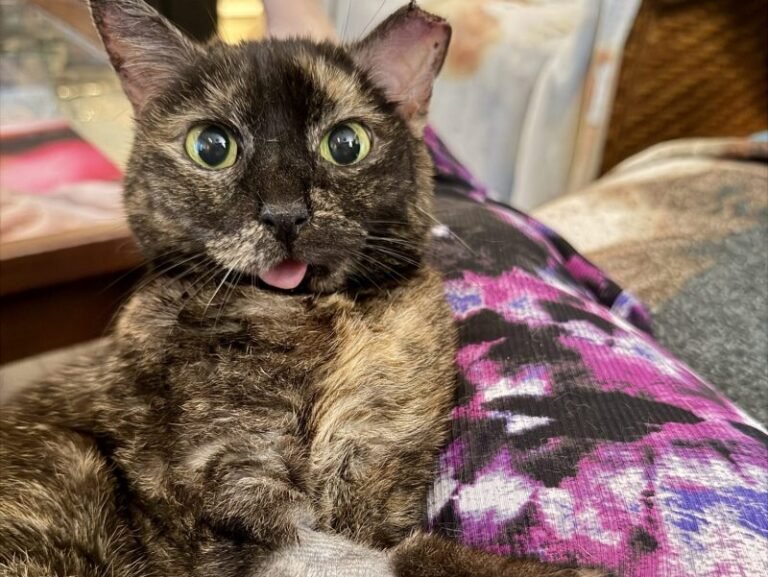 How One Tiny Tortie Turned a Dog Person Into the Ultimate Cat Lady