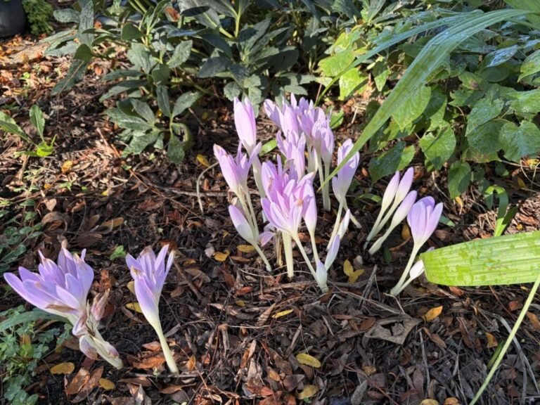 Garden Bloggers’ Bloom Day – September 15, 2026