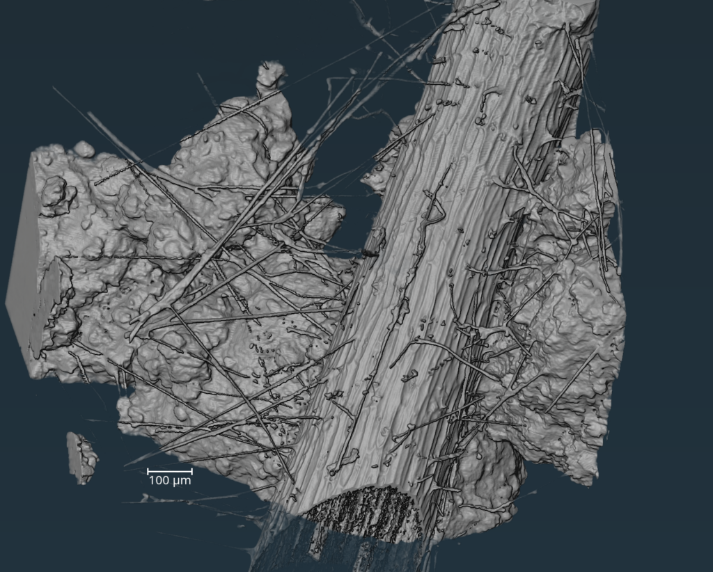 Fungi Are Holding the Food Web Together. New Research Images This Underground Network.