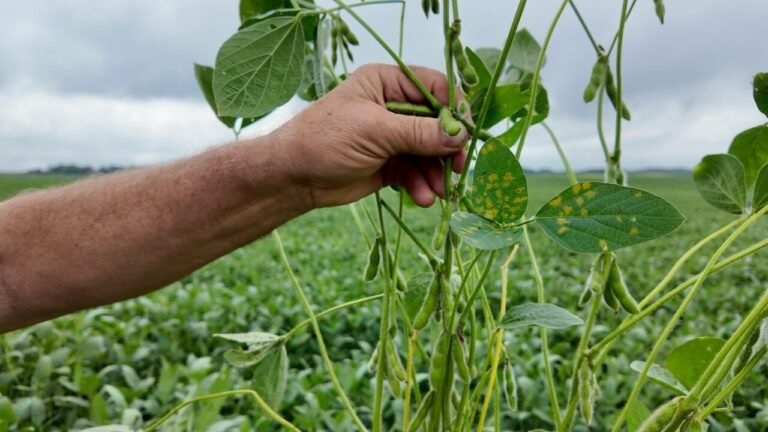Robigo Bio eyes commercialization for its ag biologicals with Leaps by Bayer investment