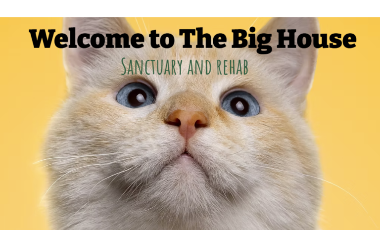 The World's Only Sanctuary for Severely Overweight Cats: The Big House Sanctuary and Rehab | Heroes of the Pet World