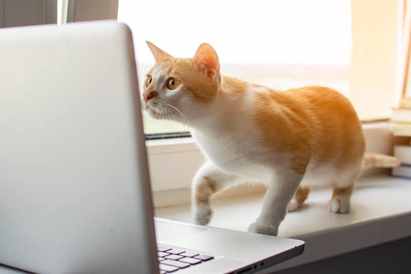 Free Digital Upgrades for NYC Animal Rescues