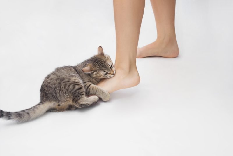 The Bite Stuff: The Truth Behind a Cat’s Sudden Nip