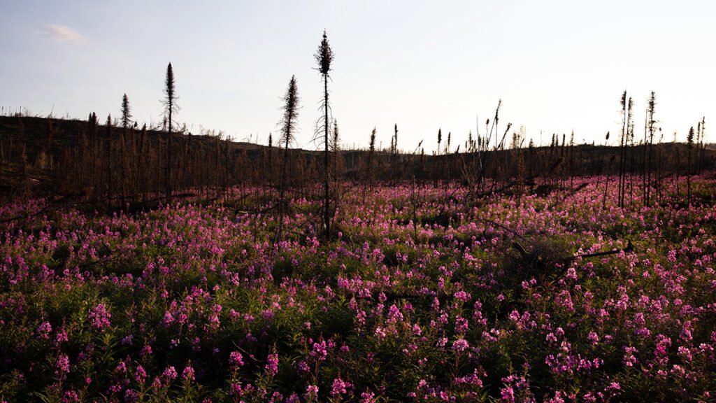 In Alaska, Wildfires Help Prevent Future Burns. Will That Feedback Loop Hold?