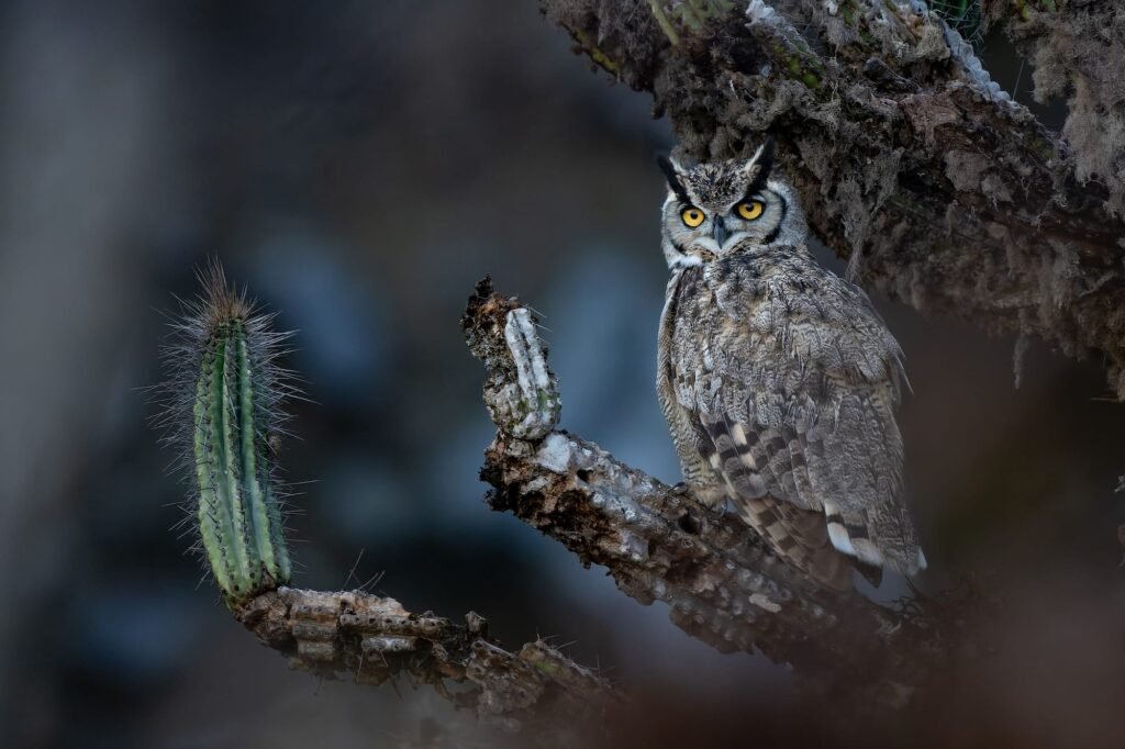 Avian Beauties and Rarities Top the 2026 Audubon Photography Awards
