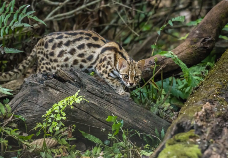 First New Cat Species In A Century – and It Has Been Hiding in Plain Sight