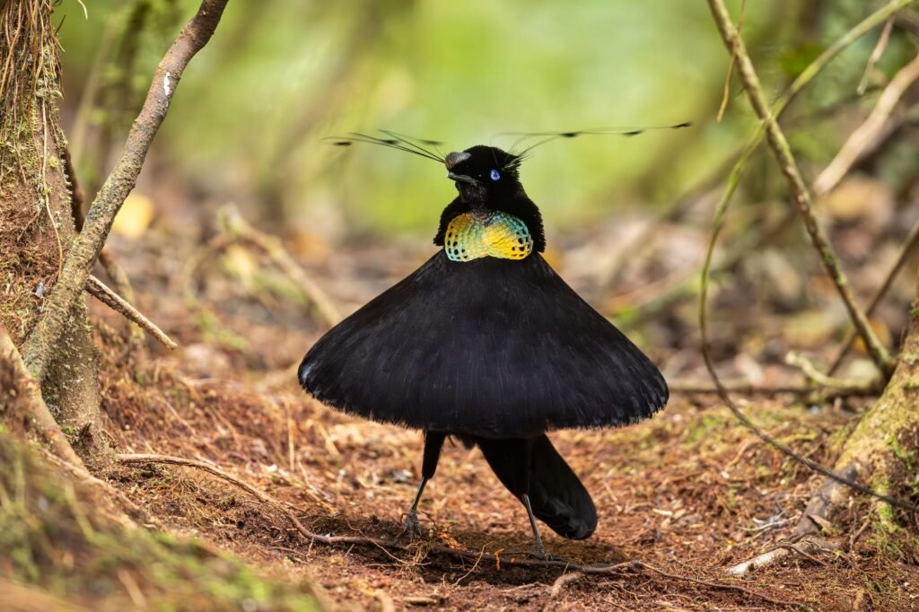 Diverse and Dramatic Behaviors Top the 2026 Bird Photographer of the Year Contest
