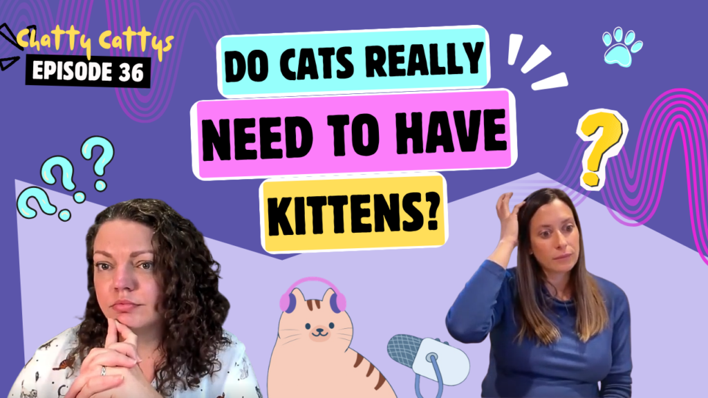 Chatting About Toxoplasmosis and Pregnancy, Litters of Kitties, and Surprise Smells | Chatty Cattys, Episode 36
