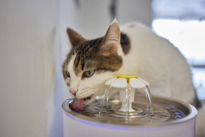 When a Cat Becomes a Water Fountain – Why Cats Vomit After Drinking